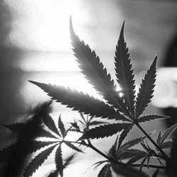 The emerging legalised marijuana industry