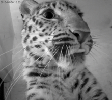 Axis network cameras capture birth of critically endangered species of Amur leopards