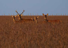 Donana park wildlife