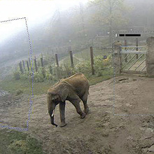 MOBOTIX day/night cameras used at Opel Zoo