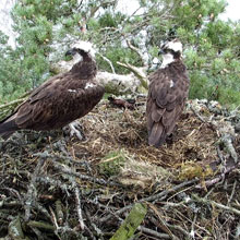 The Scottish Wildlife Trust’s Loch of the Lowes Wildlife Reserve has been home to breeding ospreys since 1969