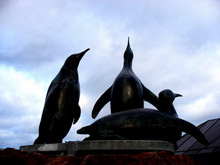 Forward Vision's Metal Mickeys help Scottish Seabird Centre's sustainable remote wildlife viewing become world class