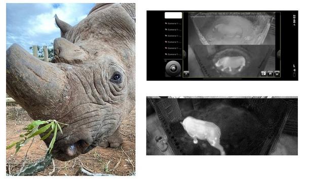 FLIR video security and perimeter protection solution secures Africa’s endangered rhinos, like Munu